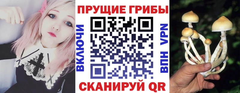 hydra как зайти  Зеленокумск  Псилоцибиновые грибы GOLDEN TEACHER  что такое  